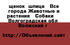 щенок  шпица - Все города Животные и растения » Собаки   . Волгоградская обл.,Волжский г.